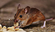 24 Hour & Emergency Exterminators in Hamburg, PA